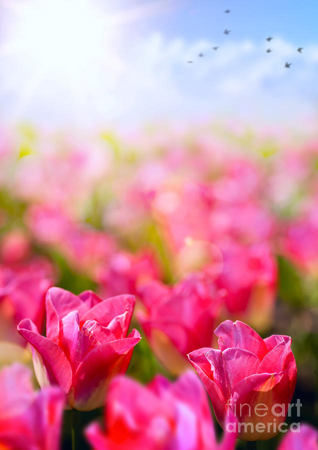 Spring Floral Background Fresh Tulip Flower On Blue Sky Backgro Photograph by Boon Mee