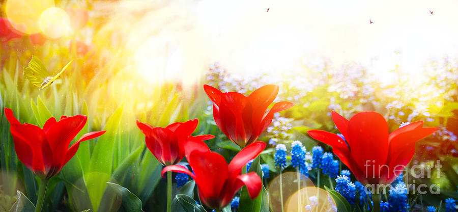 Spring Floral Background Fresh Tulip Flower On Sky Background Photograph by Boon Mee