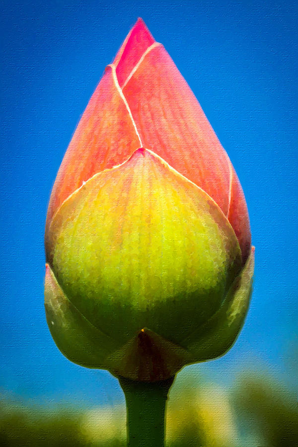 Spring Flower Bud Painting by Tony Rubino