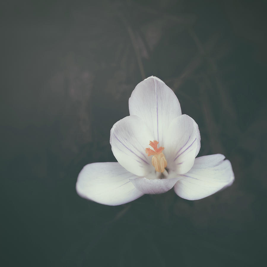 Spring Flower II Photograph by Scott Norris