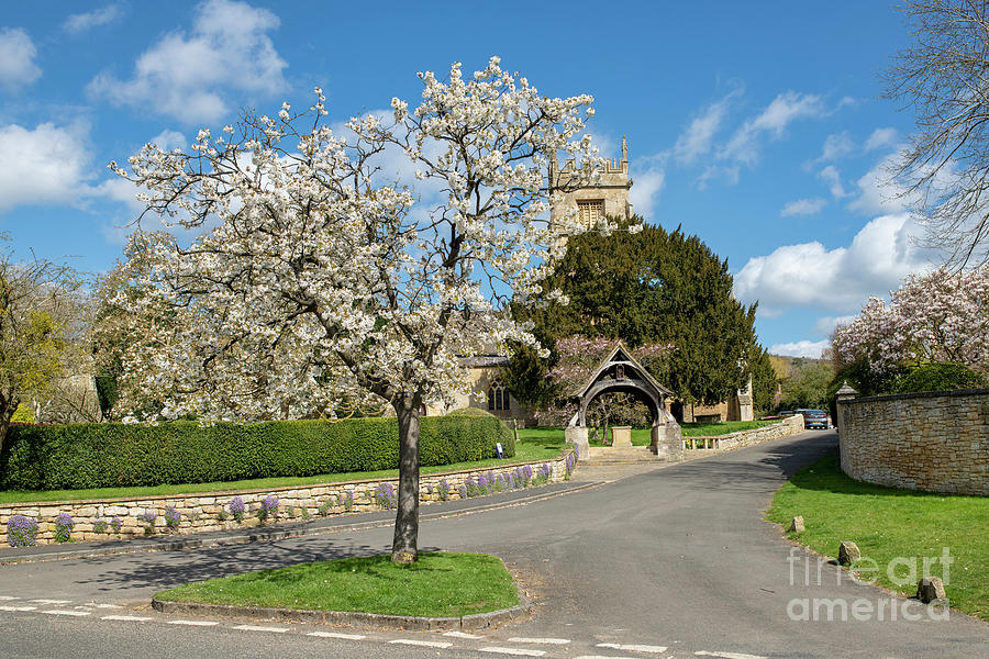 Spring Flowering Cherry Tree in Overbury Cotswolds  Photograph by Tim Gainey
