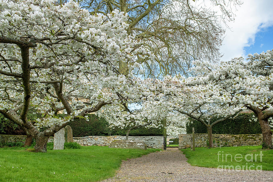 Spring Flowering Cherry Trees in Overbury Churchyard Cotswolds  Photograph by Tim Gainey