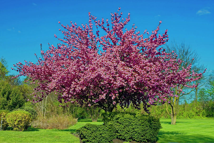 Spring Flowering Pink Tree Photograph by Sally Weigand