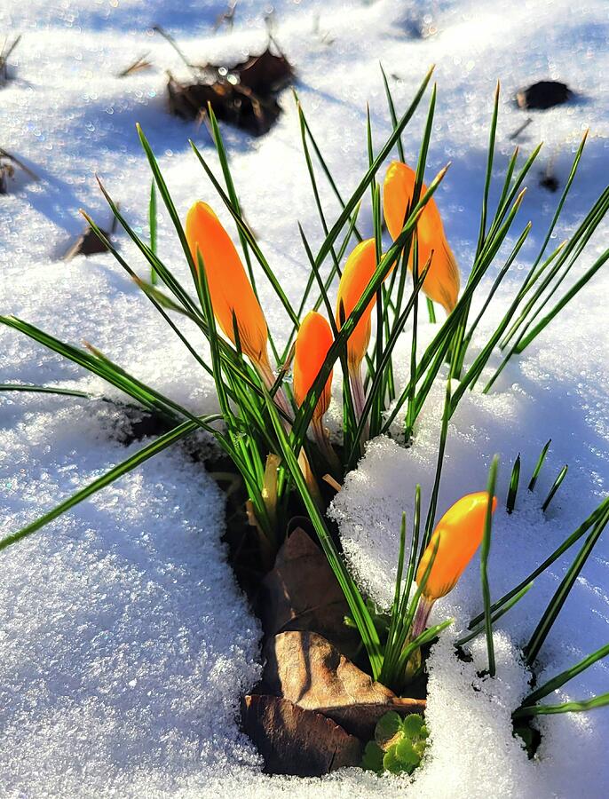 Spring Flowers Photograph by Ally White Spring Flowers Photograph by Ally White
