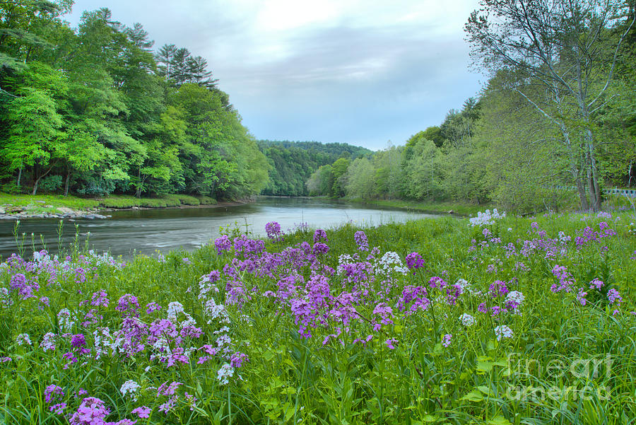 Spring Flowers Along The Clarion River Photograph by Adam Jewell