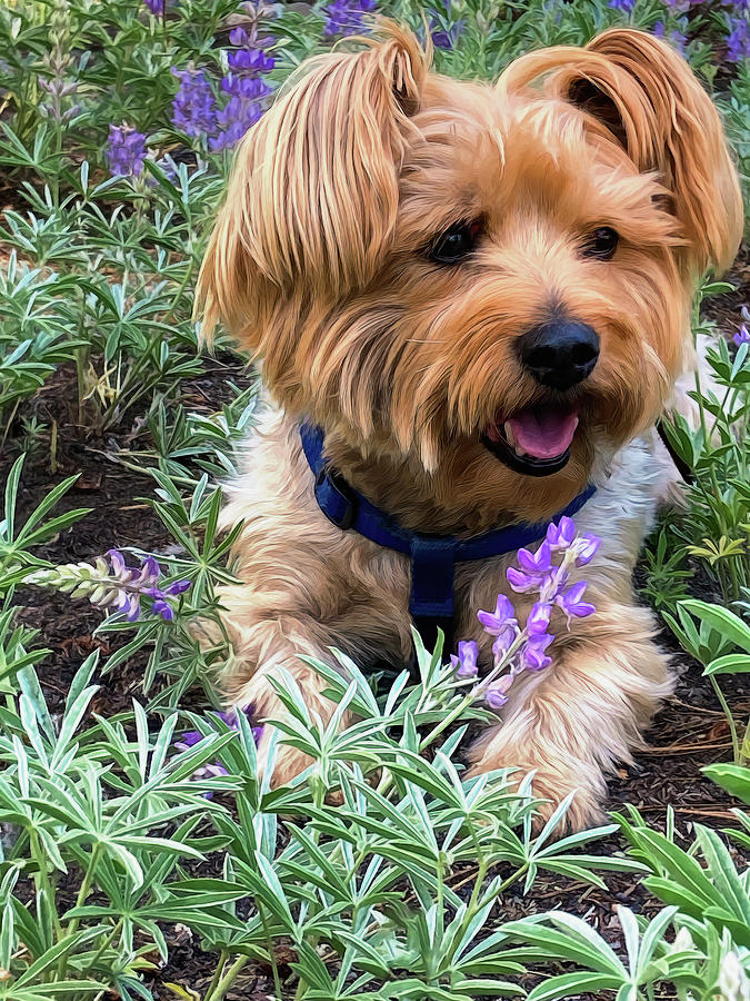 Spring Flowers And A Puppy Photograph