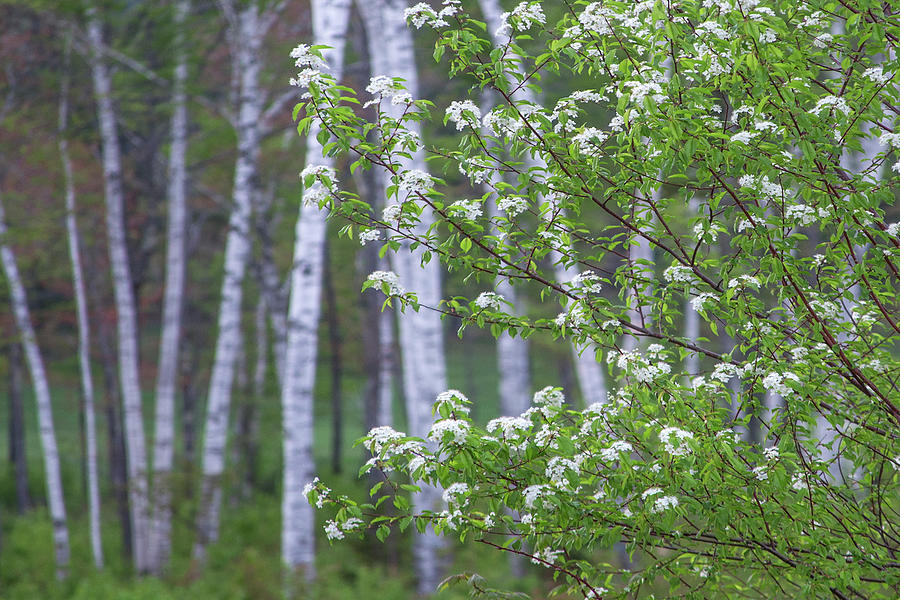 Spring Flowers and Birches Photograph by White Mountain Images