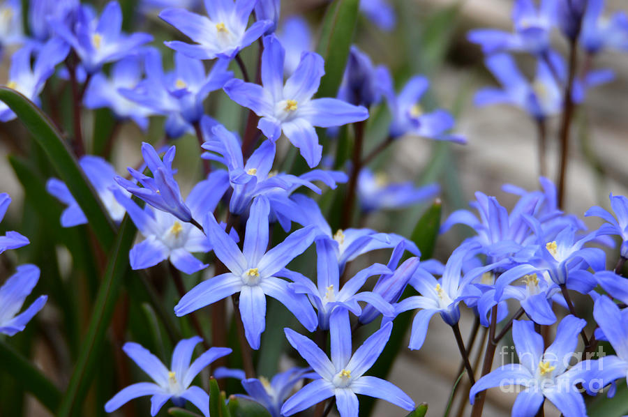 Spring Flowers April 14, 2020 Photograph by Sheila Lee