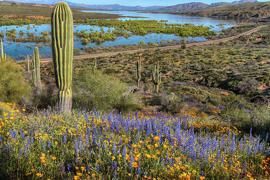 Spring Flowers at Roosevelt Lake Photograph by Dave Dilli