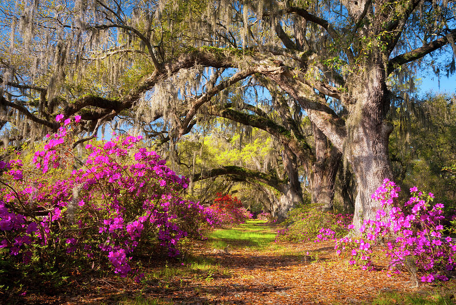 Spring Flowers Charleston SC Azalea Blooms Deep South Landscape Photography Photograph by Dave Allen