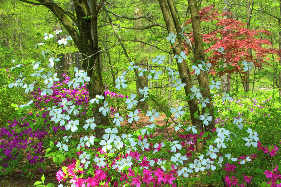 Spring FLowers -Dogwoods- in a woodland Scene Azalea Walk Reserv ...