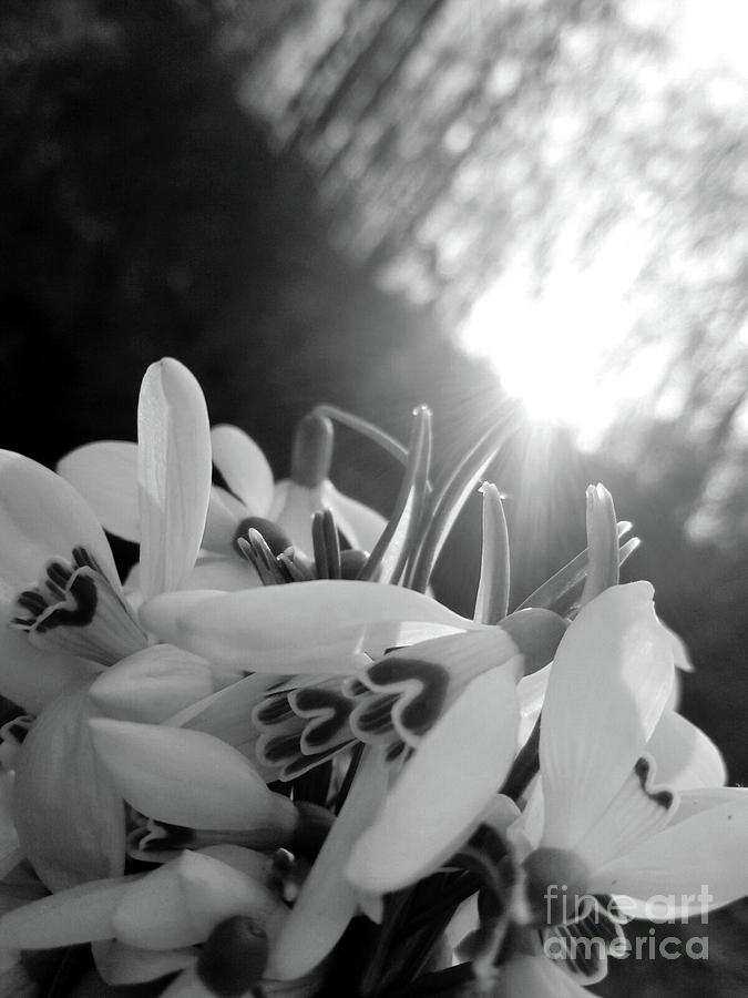 Spring Flowers Enlighted With Sun Rays BNW Photograph by Leonida Arte