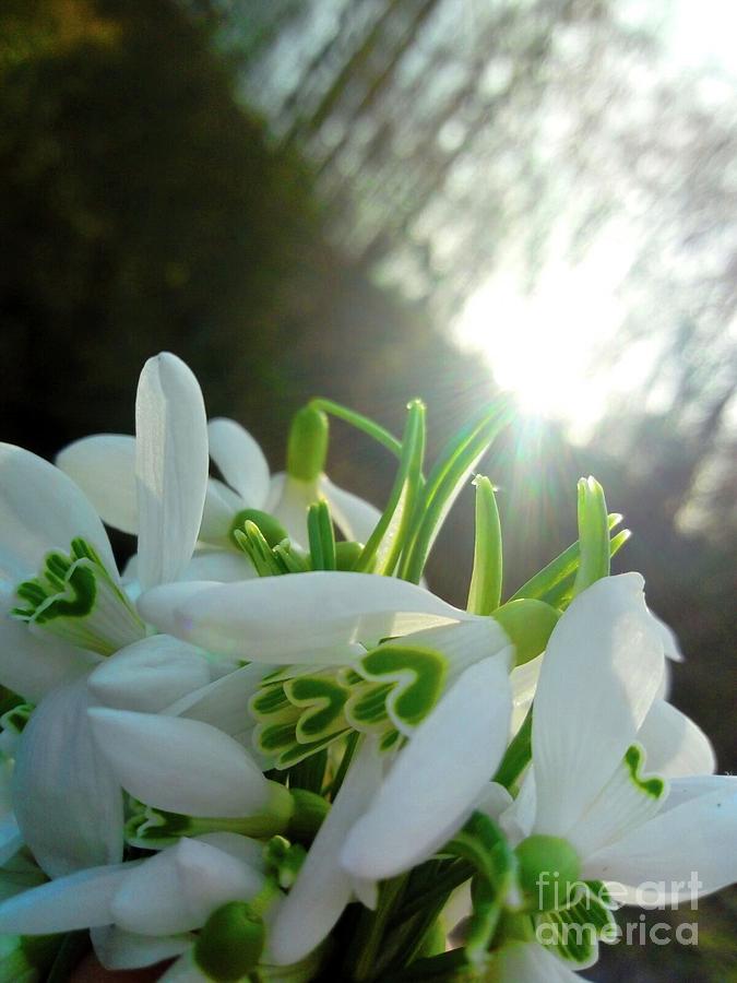 Spring Flowers Enlighted with  Sun Rays  Photograph by Leonida Arte
