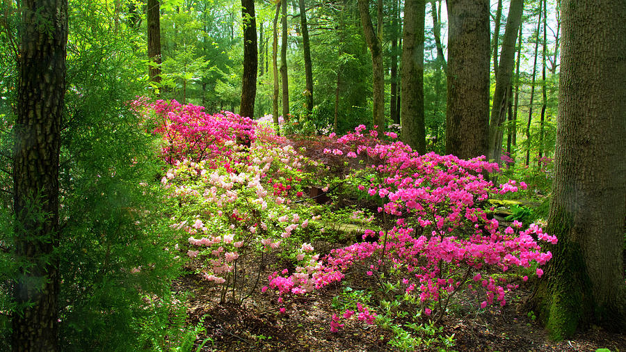 Spring FLowers in a woodland SceneAzalea Walk ReserveGibson Co