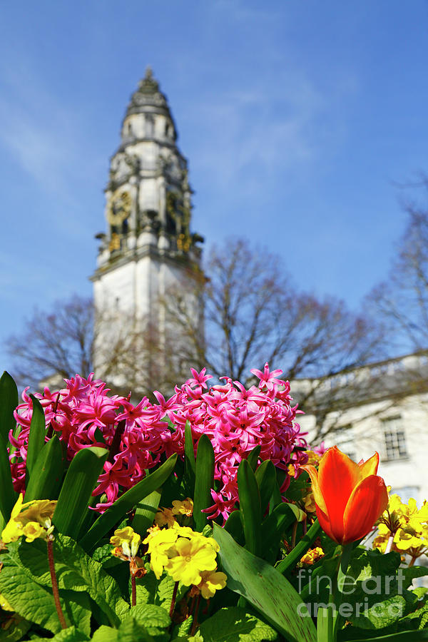 Spring flowers in bloom and City Hall clock tower Cardiff Photograph by James Brunker