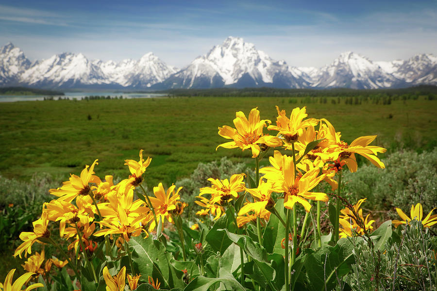Spring Flowers In Grand Teton National Park Photograph by Dan Sproul