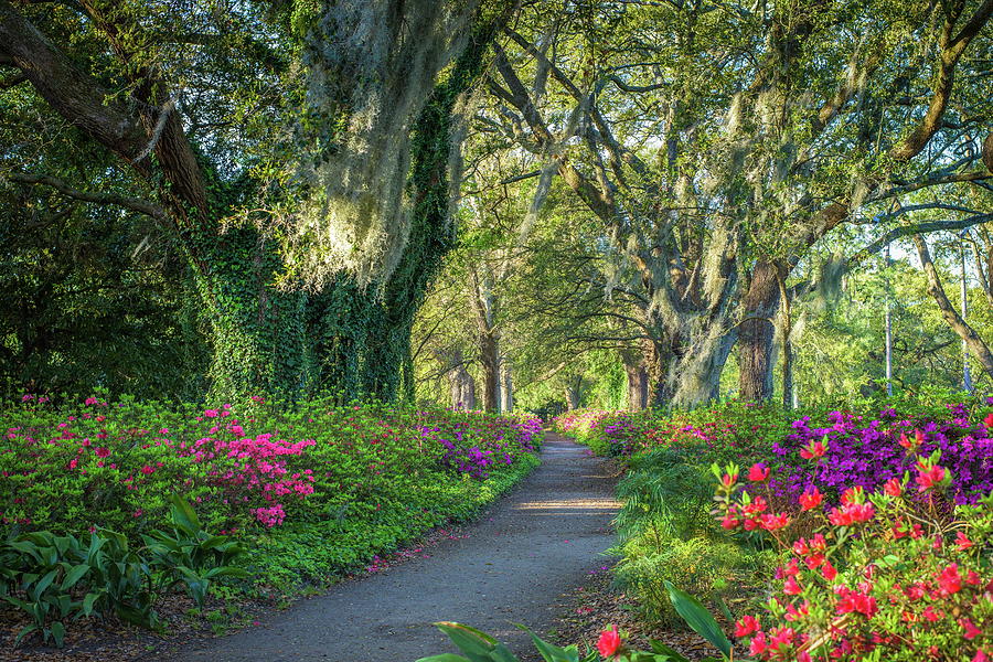 Spring Flowers In Hampton Park Photograph