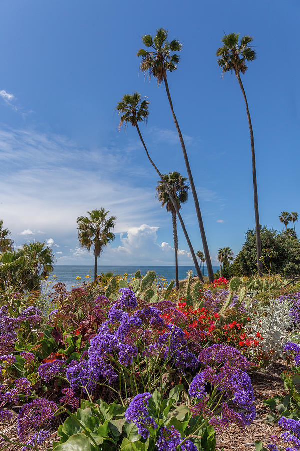 Spring Flowers in Heisler Park Laguna Beach Photograph by Cliff Wassmann