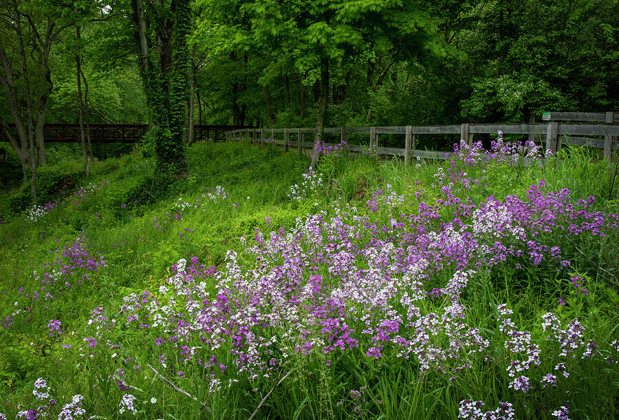 Spring Flowers Indian Mound Reserve Ohio Photograph by Dan Sproul
