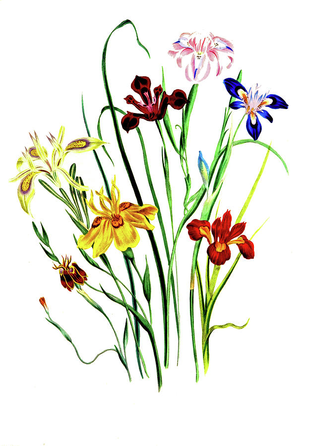 Spring Flowers Digital Art by Long Shot