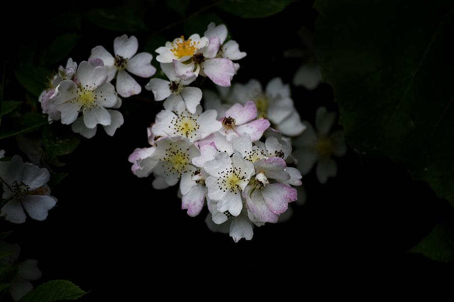 Spring Flowers Photograph By Mary Johnson Kefayati Fine Art America