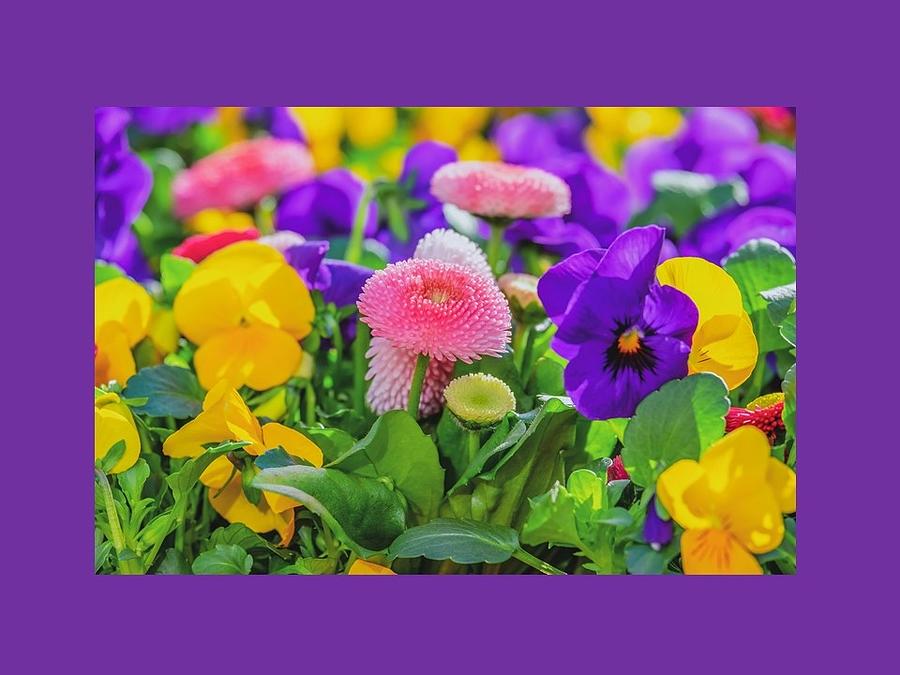 Spring Flowers Mixed Media by Nancy Ayanna Wyatt