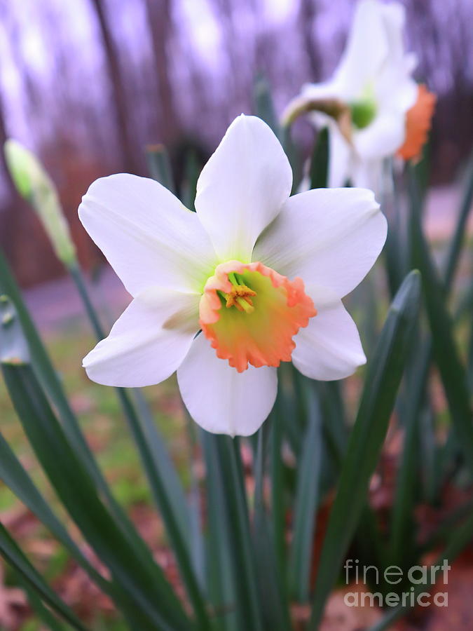 White Daffodils In Springs Embrace Photograph