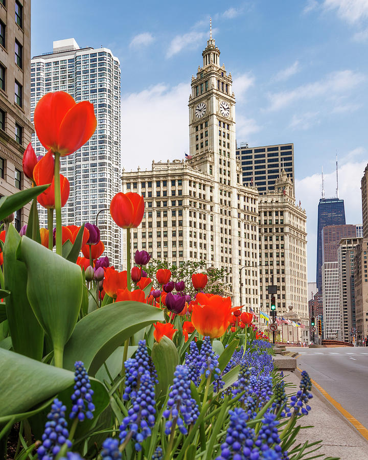 Spring Flowers on Michigan Ave Chicago Photograph by Adam Romanowicz Spring Flowers on Michigan Ave Chicago Photograph by Adam Romanowicz
