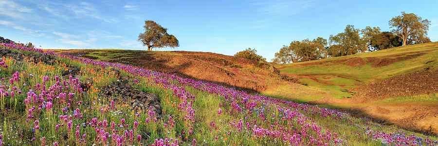 Spring Flowers Panorama On North Table Mountain Photograph by James Eddy