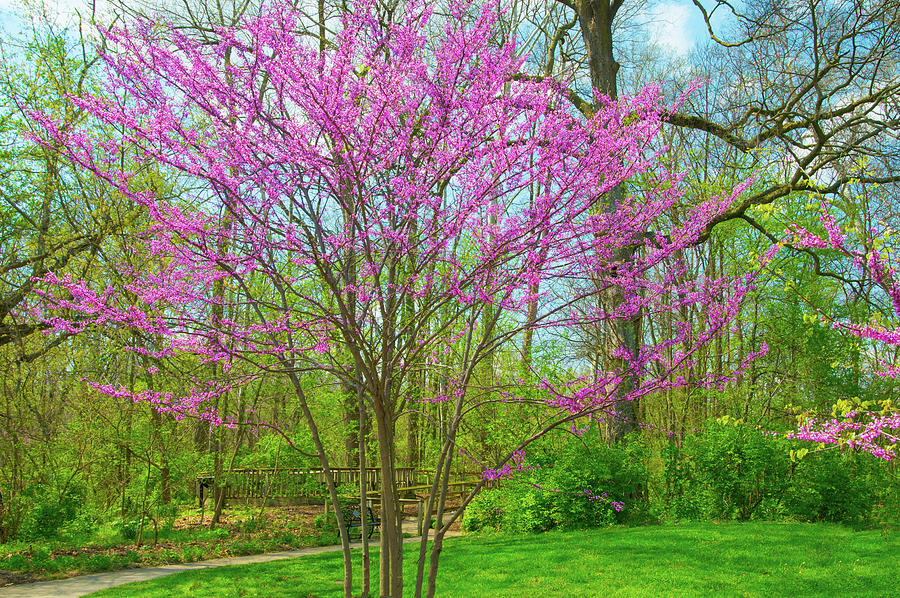 Spring Flowers-Red Buds-Howard County Indiana Photograph by William ...