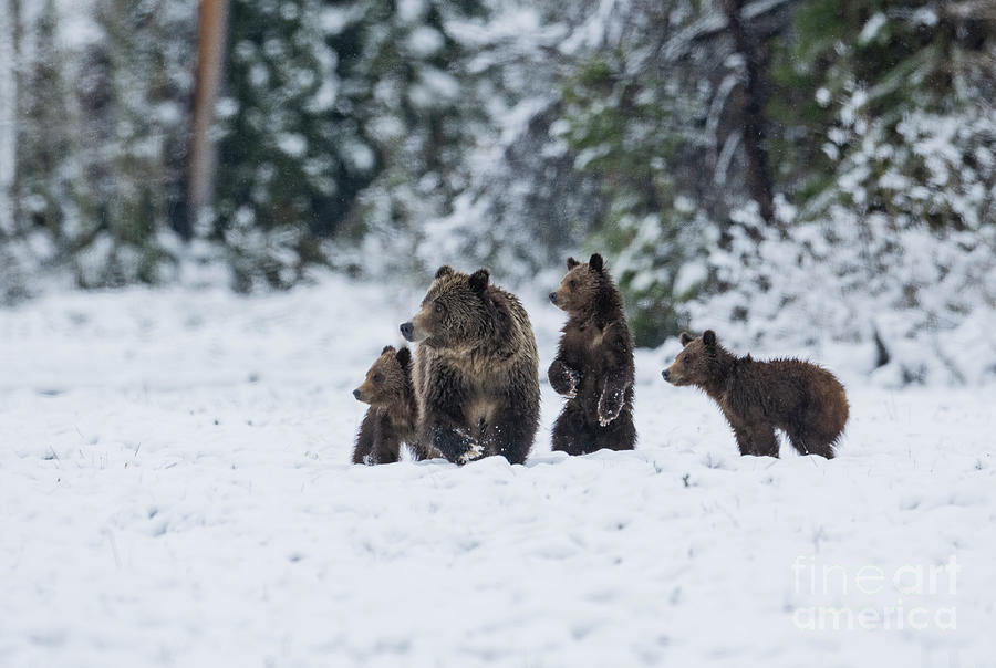 Spring Folly - Bears Photograph