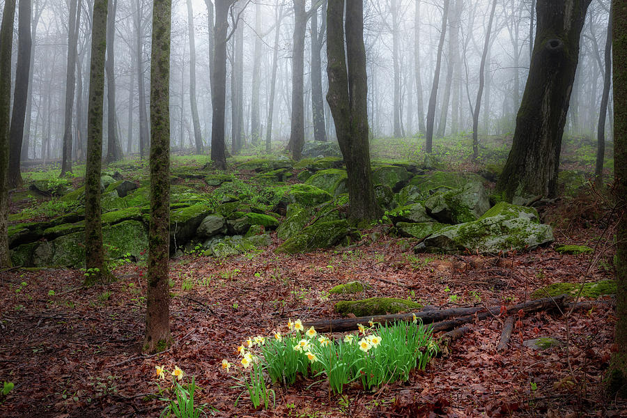 Spring Photograph - Spring Forest 2021 by Bill Wakeley