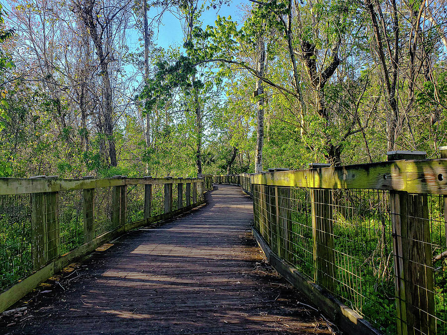 Spring Forest Boardwalk Photograph by Jo M | Fine Art America