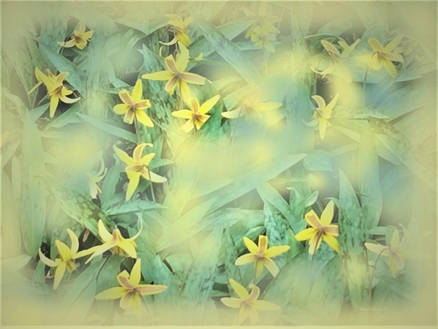 Spring Forest Dancer The Trout Lily Photograph by Angela Davies