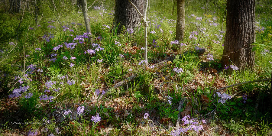 Spring Forest Floor Photograph by Wendell Thompson
