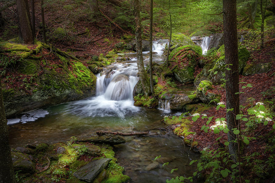 Spring Forest Waterfall Photograph by Bill Wakeley