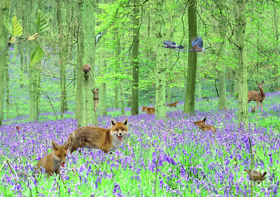 Spring Foxes in Bluebell woodland Photograph by Warren Photographic