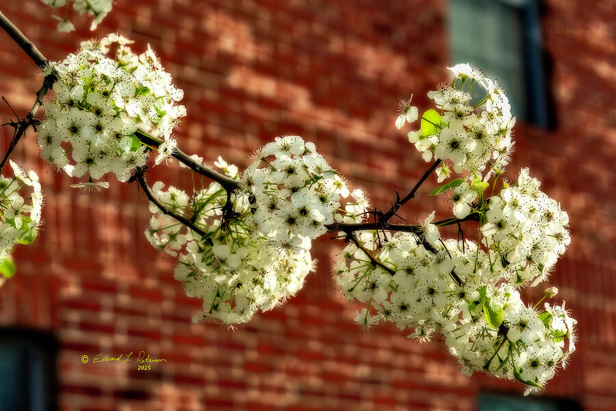 Spring Fruit Photograph by Ed Peterson Spring Fruit Photograph by Ed Peterson