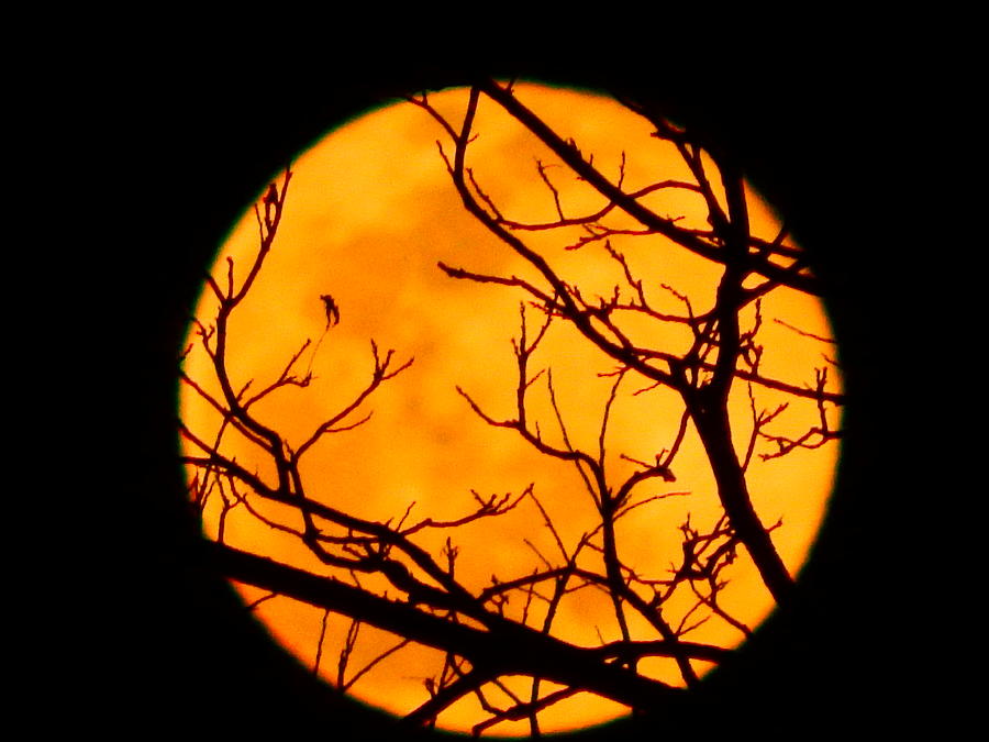 Spring Full Moon Photograph by Virginia White