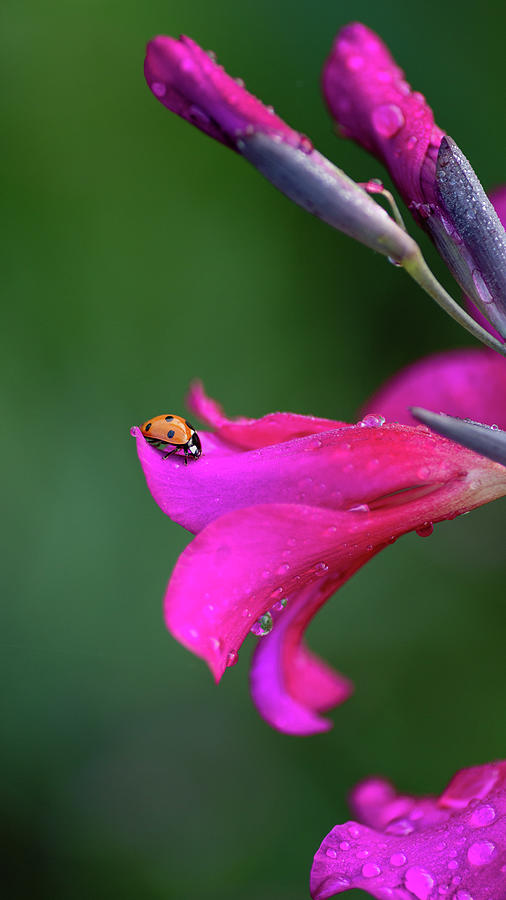 Spring Garden Color Photograph by Rachel Morrison