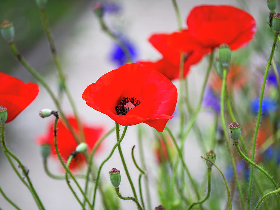 Spring Garden Poppies Photograph by Rachel Morrison Spring Garden Poppies Photograph by Rachel Morrison