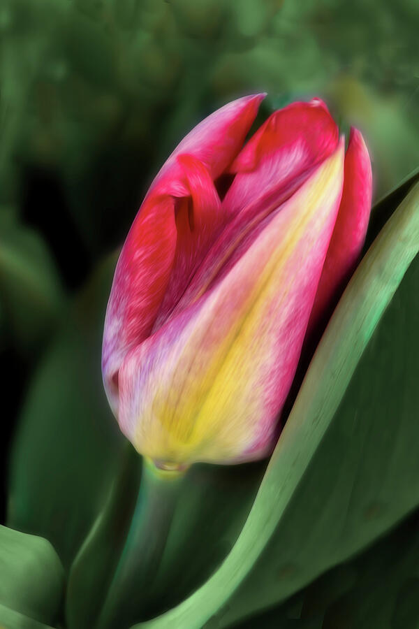 Spring. Garden Tulip Bud photograph Photograph by Ann Powell