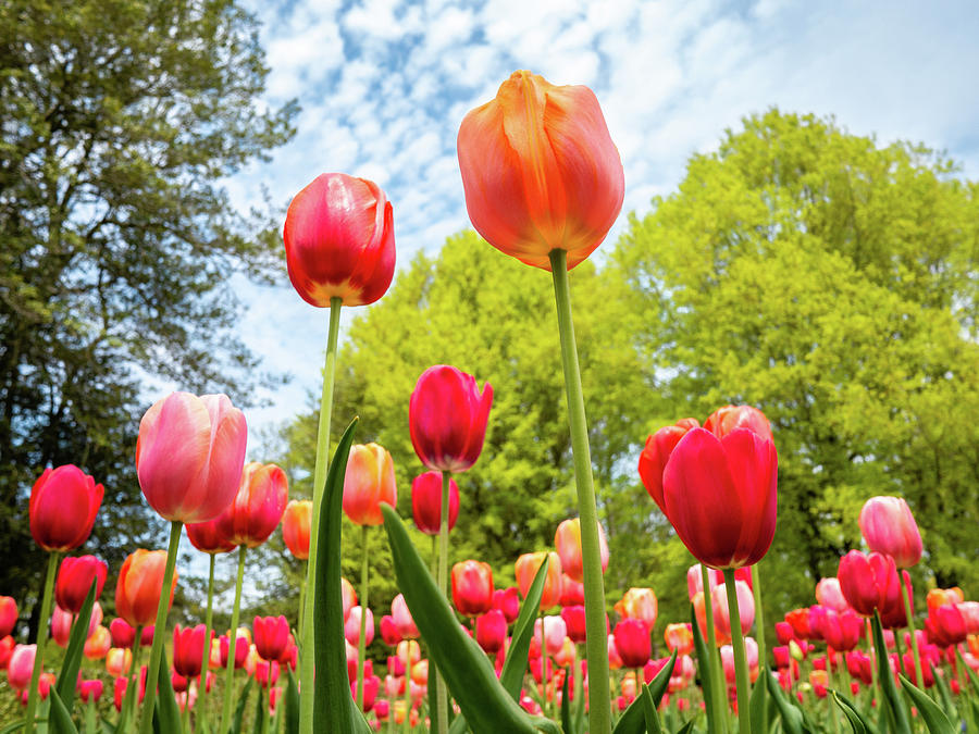 Spring Garden Tulips Photograph by Rachel Morrison
