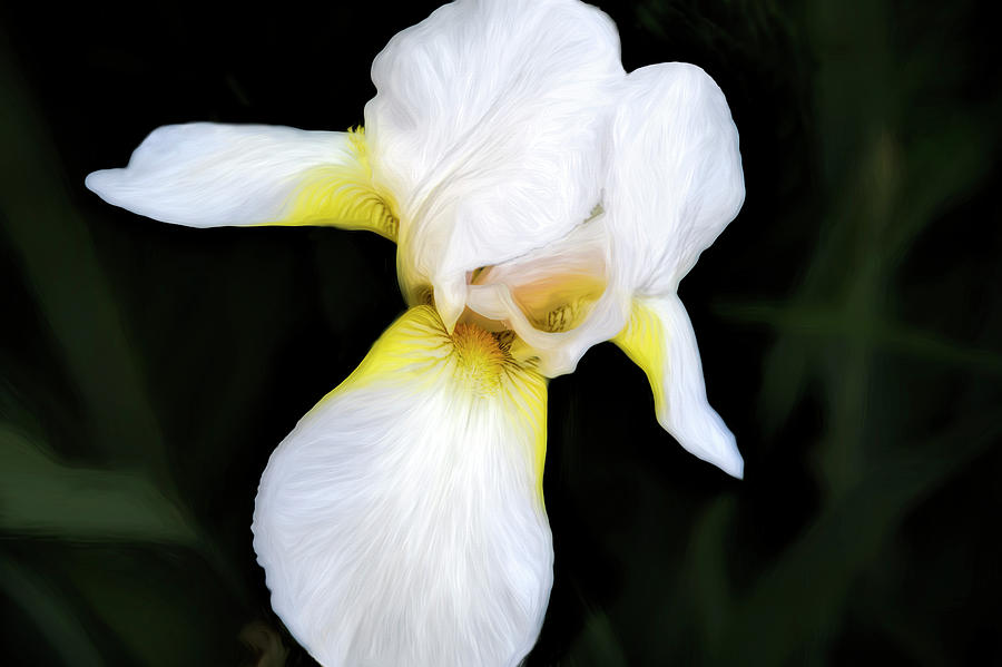 Spring Garden White Iris Photograph by Ann Powell
