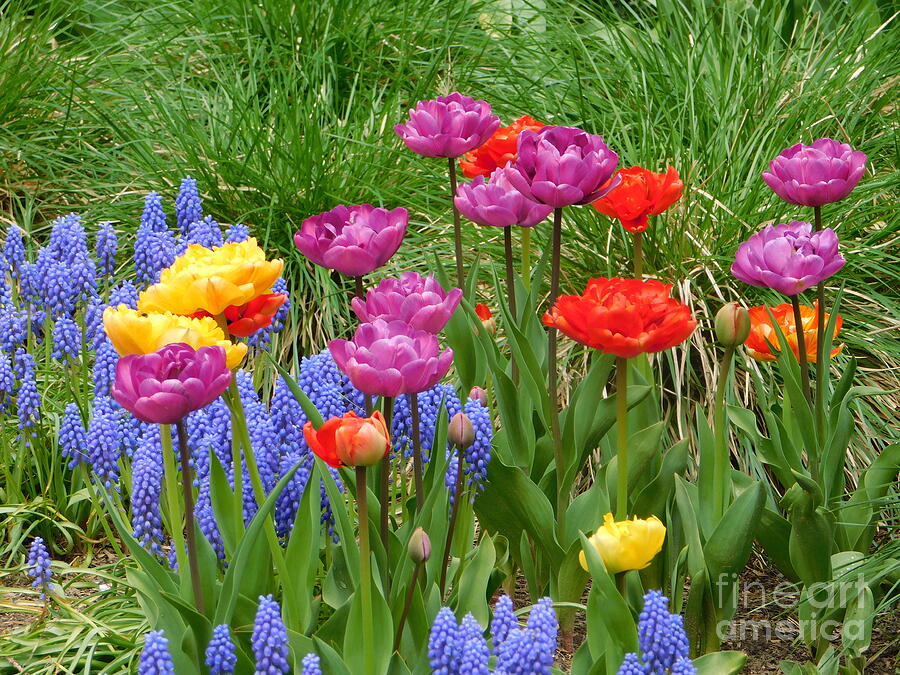 Spring gathering Photograph by Atlas Tracer - Fine Art America