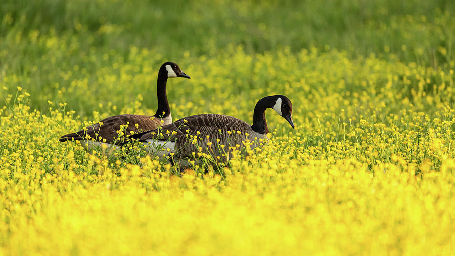 Spring Geese in a Flower Field Photograph by Rachel Morrison