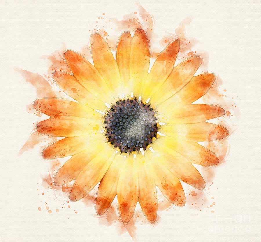 Spring Painting - Spring Gerber Daisy by Kim Cook