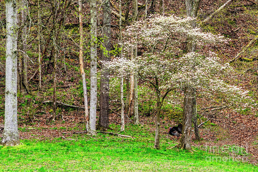 Spring Gobbler and Blooming Dogwood in Bloom Photograph by Thomas R Fletcher
