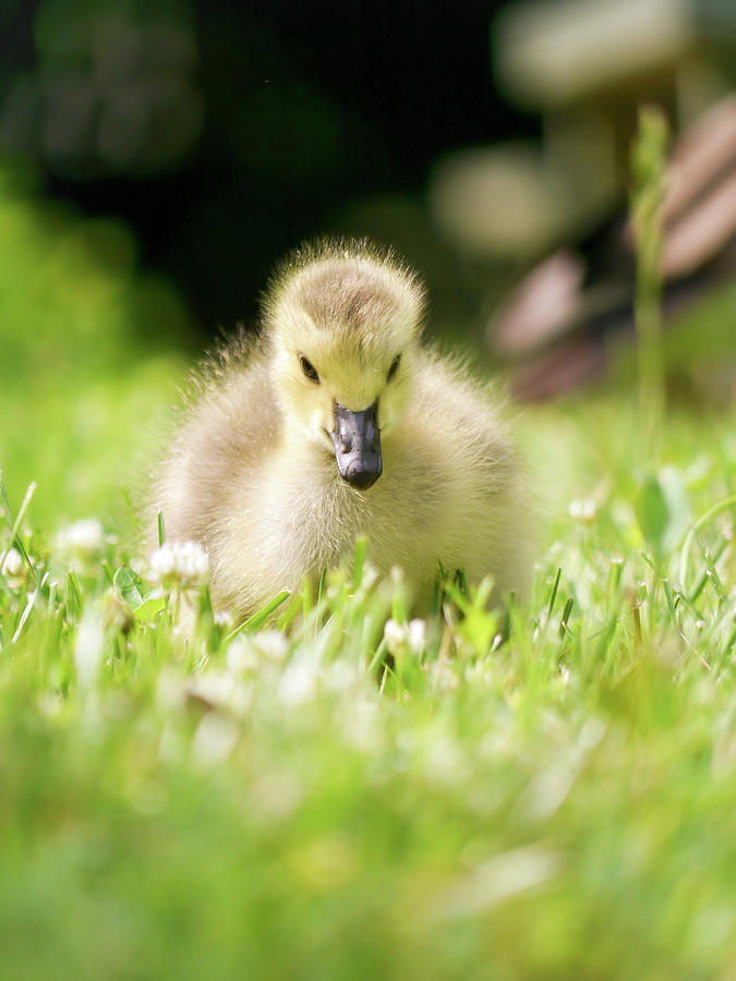 Spring Gosling Photograph by Rachel Morrison