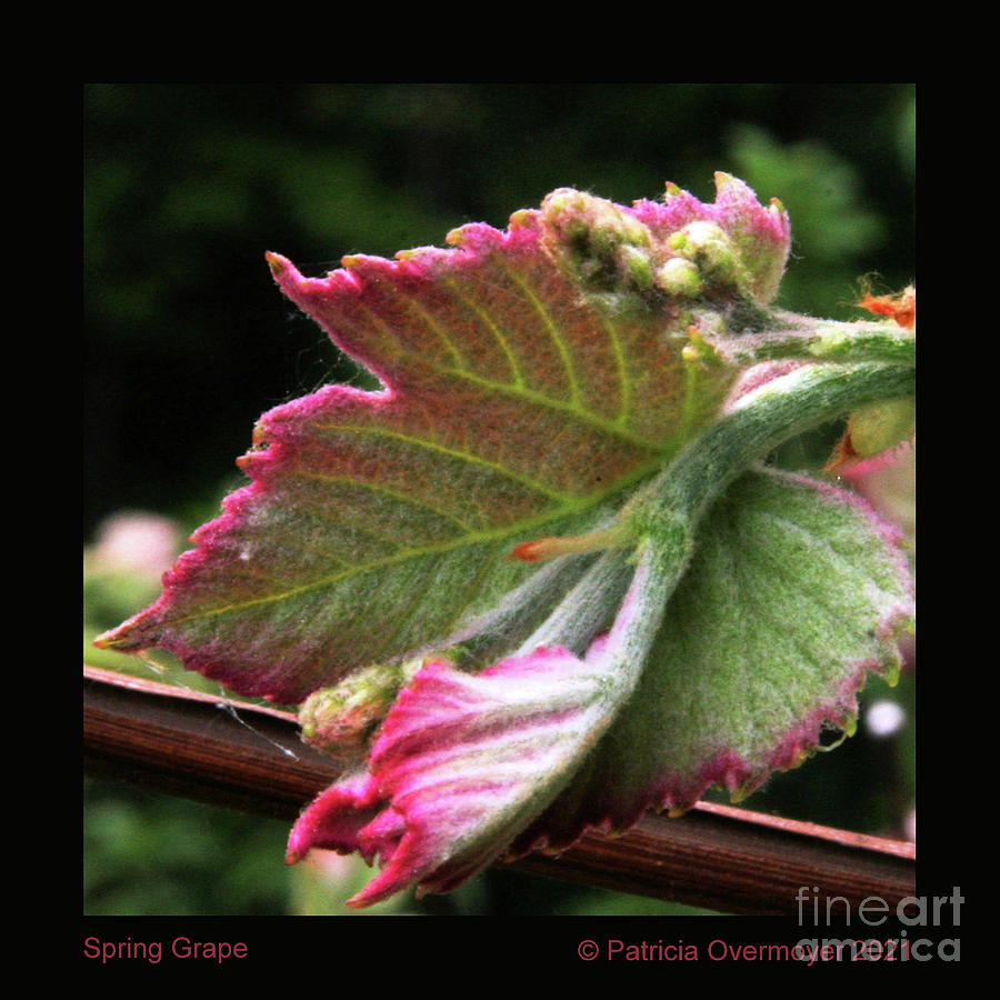 Spring Grape Photograph by Patricia Overmoyer